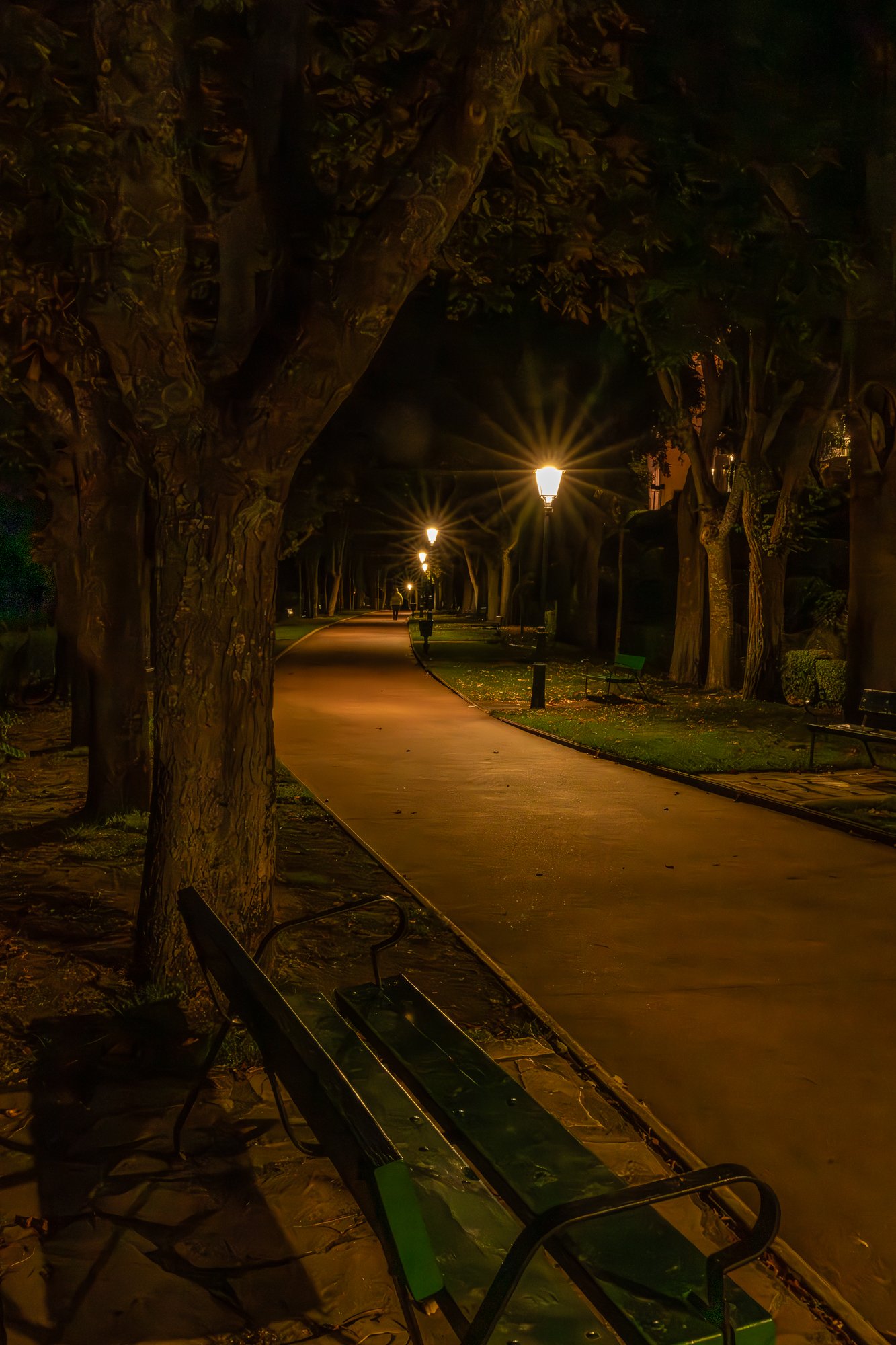 Pathway with trees at night